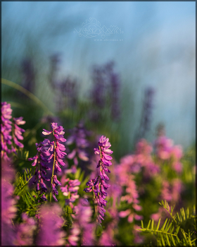 A little bit of a passing summer / A little bit of a passing summer