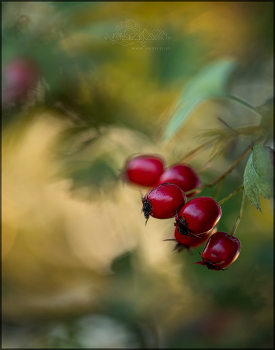 Autumn study / Autumn study