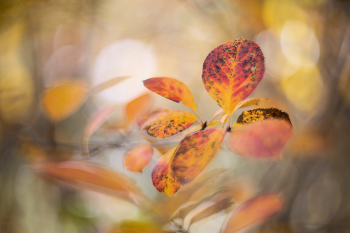 Autumn Waltz / ***