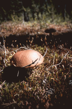Mushroom Ort / No comments.