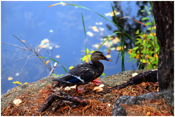 Wanderung / ***