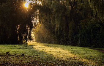 Sunbeam / ***
