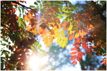 The palette of autumn / ***