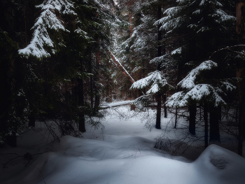in the winter forest / ***