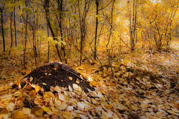 Anthill / ***