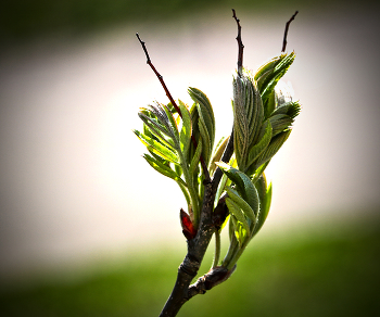Frühling Etüde / ***