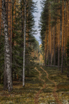 Autumn forest / ***