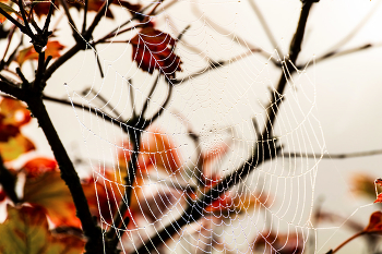 November / ***