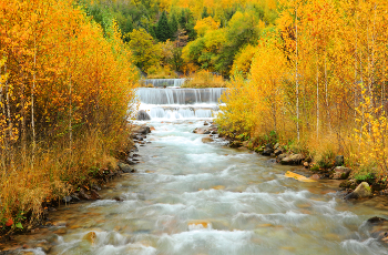 Goldener Herbst / ***