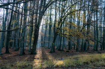 Autumn forest / ...