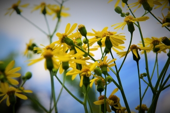 Wildblumen / ***