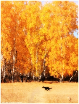 Charm der Augen ... / ***