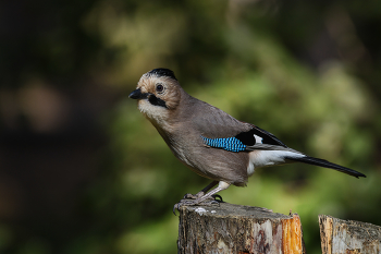 Jay / ***