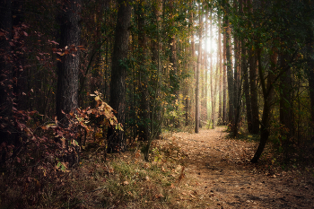 in the autumn forest / ***