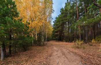 Autumn in the forest / ...
