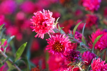 Herbstblumen / ***