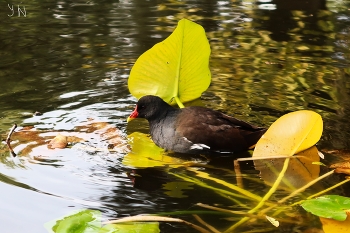 Water hen / ***