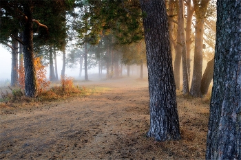 Fog and sun / ***