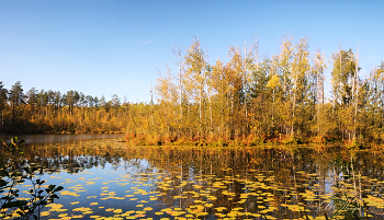 gold autumn / ***