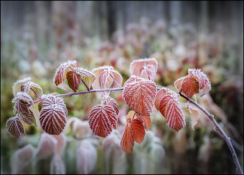 The first frost / ***