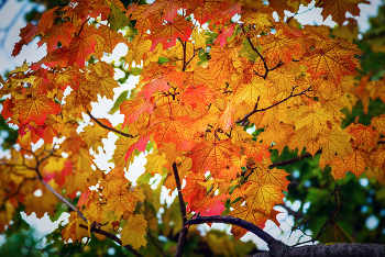 Herbstfarben ... / ***
