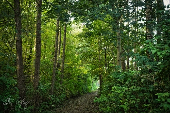Herbstspaziergang / Waldweg im Herbst