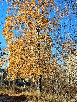 Sunny morning / ***