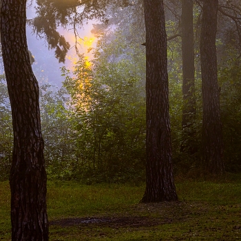 Morgen in den Wald / ***