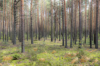 Fungal Ort / ...