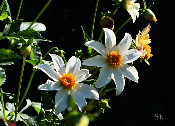 Chrysanthemen / ***
