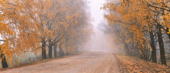 Golden Autumn / ***