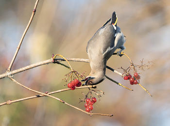 waxwing / .....