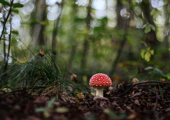 Fly-agaric / ***