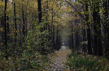 Autumn / ***