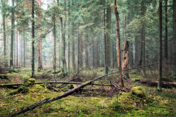 in the autumn forest / ***