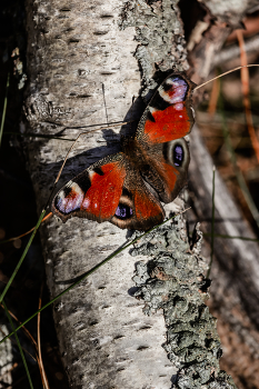 Newborn butterfly / ***