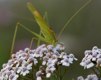 Grasshopper / ***