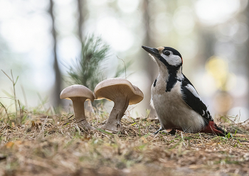 In forest / .....