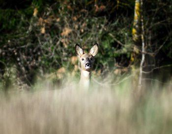 &nbsp; / ***