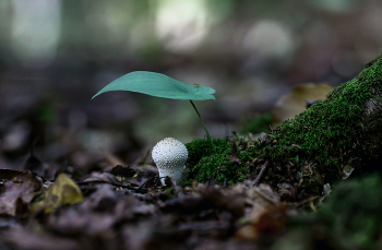 Unter dem Deckmantel / ***