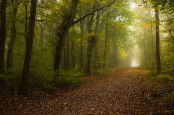 Morning Walk / ***