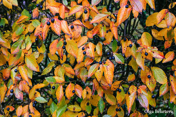 Autumn Gold / ***