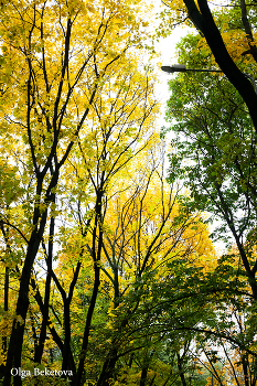 Graphics Autumn / ***