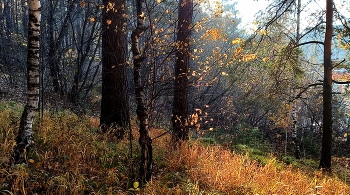Autumn / ***