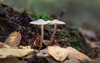 Fürchte dich nicht, ich bin mit dir / ***