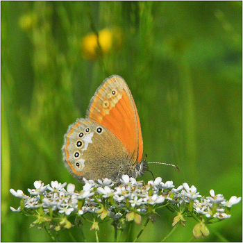 Herbststimmung. / ***