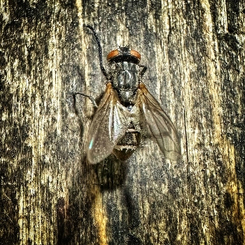 Fly-tsokotuha / ***