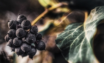 Ivy / ***