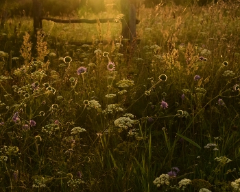 In the sunset. / ***