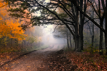 Autumn / ***